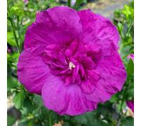 YouGarden Hibiscus 'Purple Chiffon', 1 x 3 Litre Pot, Hardy Shrub, Semi Double, Purple Summer Flowering