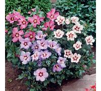 Yougarden Hibiscus Tricolour In A 3L Pot