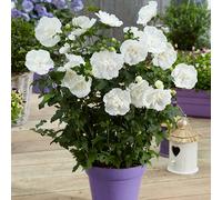 Yougarden Hibiscus 'white Chiffon' In A 9Cm Pot