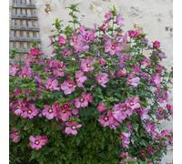 Yougarden Hibiscus Woodbridge 3L Pot Award Winning Shrub