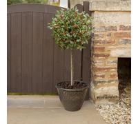 YouGarden Holly Tree Ilex meserveae 'Blue Maid' 2 x Mini Standards, Potted Trees, 15cm Pots, Supplied 50-55cm Tall, Instant Impact