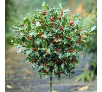 Yougarden Holly Tree Ilex Meserveae 'blue Maid' Mini Standard Potted Tree, 15Cm Pot, Supplied 50-55Cm Tall, Instant Impact
