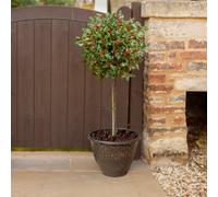 Yougarden Holly Tree Ilex Meserveae 'blue Maid' Standard Potted Tree, Supplied 80Cm Tall, Instant Impact