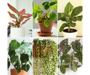 YouGarden Homely Houseplant Collection in 6cm Pots x6