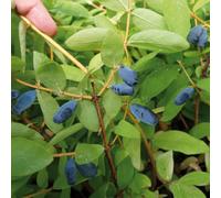 Yougarden Honeyberry Plant 'balalaika', Lonicera Kamschatica, Established Plant In 9Cm Pot, Fruit Trees For Gardens And Patios