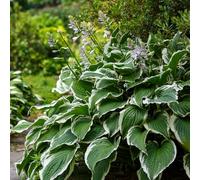 YouGarden Hosta fortunei 'Patriot', 9cm Potted Plant, Bold Foliage and Summer Blooms, Great for Shade and Ready to Plant