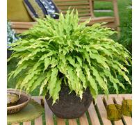 Yougarden Hosta 'party Streamers', 1 X 9Cm Pot, Hardy Perennial, Great For Pots, Garden Colour, Shade