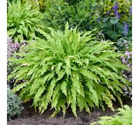 YouGarden Hosta 'Party Streamers', 3 x 9cm Pots, Hardy Perennials, Great for Pots, Garden Colour, Shade