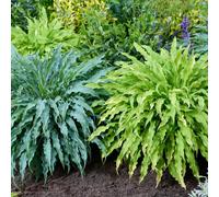 YouGarden Hosta Twist and Shout Collection, 2 x 12cm Pots, Set of 2 Hardy Shade-Loving Perennials