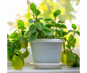 YouGarden House Plants, Trailing Jade Peperomia rotundifolia, Set of Six, Indoor Plants in 6cm Pots, For Home, Office or Living Room