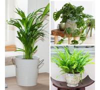 Yougarden Houseplant Collection, 3 X Indoor Plants, Ready To Display, Areca Palm, 'swiss Cheese Plant' Monstera Monkey Leaf And Ne