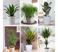 Yougarden Houseplant Collection, Six Plants In 12Cm Pots, Beautiful Evergreen, Easy To Grow Air Plants For Homes And Offices