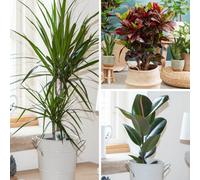 Yougarden Houseplant Collection, Three Plants In 12Cm Pots, Beautiful Evergreen Indoor Real Plants, Easy To Grow Air Plants For Ho