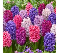 YouGarden Hyacinth 'Berries and Cream' Mix, Set of 10 Bulbs for Autumn Planting and Spring Flowering