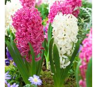 Yougarden Hyacinth 'pretty In Pink' Mix, 10 X Bulbs, Size 14/15, Fragrant Spring Garden Colour