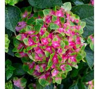 YouGarden Hydrangea Glam Rock 9cm pots x3