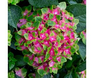 YouGarden Hydrangea Glam Rock 9cm pots x3