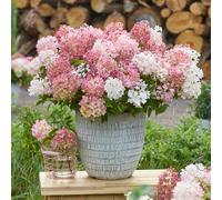 YouGarden Hydrangea 'Groundbreaker Blush', 3 x Established Plants in 14cm Pots, Blush Pink Garden Colour, Great For Pots, Ready To Plant