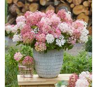 Yougarden Hydrangea 'groundbreaker Blush', 3 X Established Plants In 14Cm Pots, Blush Pink Garden Colour, Great For Pots, Ready To