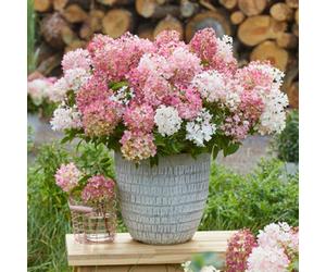 Yougarden Hydrangea 'groundbreaker Blush', Established Plant In 14Cm Pot, Blush Pink Garden Colour, Great For Pots, Ready To Plant