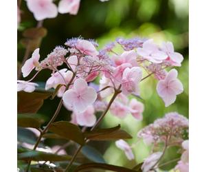 YouGarden - Hydrangea Hot Chocolate, Established Plant in 19cm Pot
