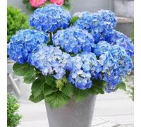 YouGarden Hydrangea 'Little Hortensia Blue', Established Plant in 17cm Pot, Ready to Plant, Compact Flowering Shrub, Great for Pots and Borders