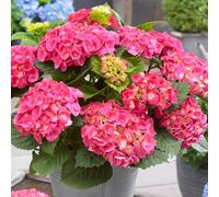 YouGarden Hydrangea 'Little Hortensia Red', Compact Red Mophead Flowers, 17cm Potted Shrub, Great for Pots and Borders, Long-Flowering and Hardy