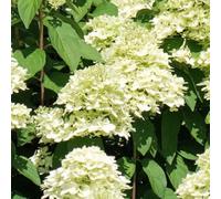 YouGarden Hydrangea 'Magical Candle' Standard, Established Plant in 18cm Pot, Approximately 80-100cm Tall, Ready to Plant Standard Tree, Grow in Patio Pots and Garden Borders