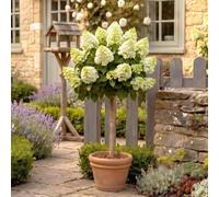 YouGarden Hydrangea 'Magical Candle' Standards, Pair of Established Plants in 18cm Pots, Approximately 80-100cm Tall, Ready to Plant Standard Trees, Grow in Patio Pots and Garden Borders