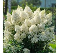 YouGarden Hydrangea Magical Matterhorn in a 3L pot