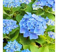 YouGarden Hydrangea 'Nikko Blue', 2 Litre Pot, Hardy Garden Shrub With Striking Blue Blooms