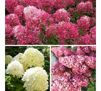YouGarden Hydrangea paniculata Collection, 3 x 9cm Pots, Three Varieties | 'Diamant Rouge', 'Sundae Fraise' and 'Silver Dollar', Deciduous Shrubs, Flowering Garden Plants