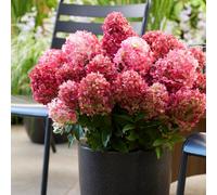 YouGarden Hydrangea paniculata 'Living Little Rosy' 1 x 2L Potted Plant | 100 Days Of Colour-Changing Flowers, Compact 70cm Habit, Hardy To -30C, Borders, Beds & Patio Pots