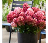 Yougarden Hydrangea Paniculata 'living Little Rosy' 3 X 2L Potted Plants