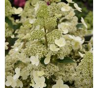 YouGarden Hydrangea Paniculata 'Magical Himalaya'