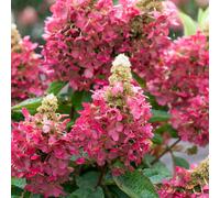 YouGarden Hydrangea Paniculata Magical Vesuvio Bare Roots x2