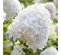 Yougarden Hydrangea Paniculata Silver Dollar In A 7/9Cm Plant Pot White Hydrangea Plants Outdoor Plants For Gardens