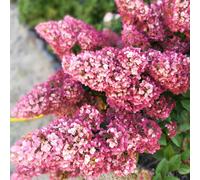 Yougarden Hydrangea Paniculata Sundae Fraise In 9Cm Pots (Pack Of 2)