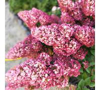 Yougarden Hydrangea Paniculata Sundae Fraise In A 9Cm Pot