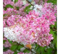 Yougarden Hydrangea Paniculata 'vanille Fraise' In A 17Cm Pot