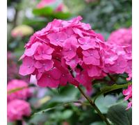 YouGarden Hydrangea Macrophylla Pink Mophead Standard Plant in Pot 18cm - Size: 80 x 18 x 18cm - Wilko