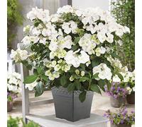 Yougarden Hydrangea Plant 'runaway Bride' 14Cm Pot. Climbing Hydrangea Plants Perfect For Pots And Hanging Baskets