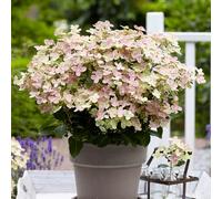 YouGarden Hydrangea 'Polestar', Established Plant in a 9cm Pot, Ready to Plant, Summer Flowering