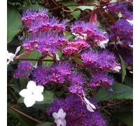 Yougarden Hydrangea 'rosemary Foster', 3 X 9Cm Pots, Purple Blue Flowers, Chocolate Leaves, Ready To Plant Shrubs