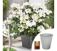 YouGarden Hydrangea 'Runaway Bride', Established Plant in 1.5 Litre Pot, with Olive Green Planter and Blooming Fast Superior Soluble Fertiliser, Ready To Plant