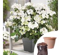 YouGarden Hydrangea 'Runaway Bride', Established Plant in 14cm Pot, with 20L Premium Professional Compost and 40cm Clay Planter, Ready To Plant