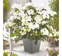 YouGarden Hydrangea 'Runaway Bride' in a 14cm pot