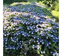 YouGarden Hydrangea serrata 'Magic Pillow', 3 x Established Plants in 9cm Pots, Ready to Plant, Deciduous Garden Shrubs, Summer Flowering, Good for Ground Cover, Borders, Garden Beds, Containers