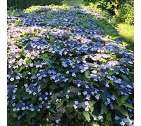 YouGarden Hydrangea Serrata 'Magic Pillow' in 9cm Pots x 3