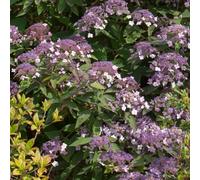 YouGarden Hydrangea 'Velvet and Lace', Established Plant in 19cm Pot, Lacecap Blooms, Long Season, Hardy Shrub, Garden Colour